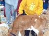 Touching calf.jpg